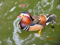 IMG_1538.jpg, 31kB